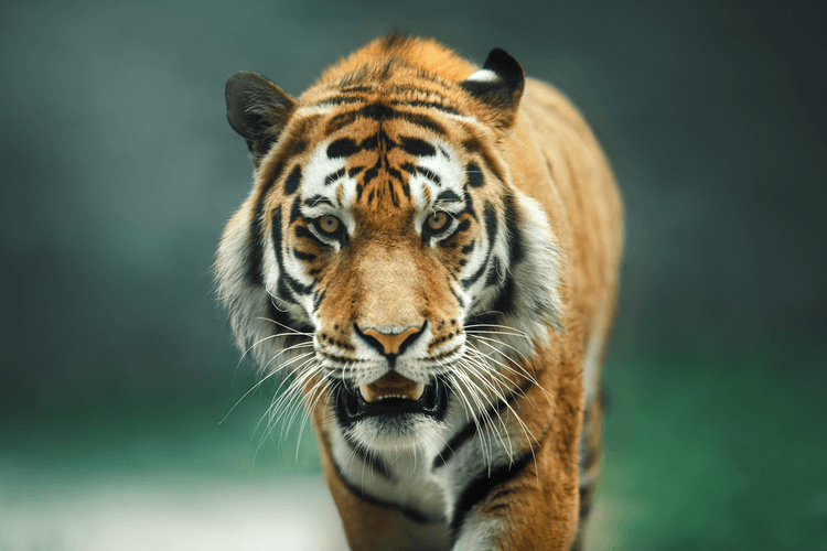 5 Popular Animals That Are Illegal as Pets in Texas